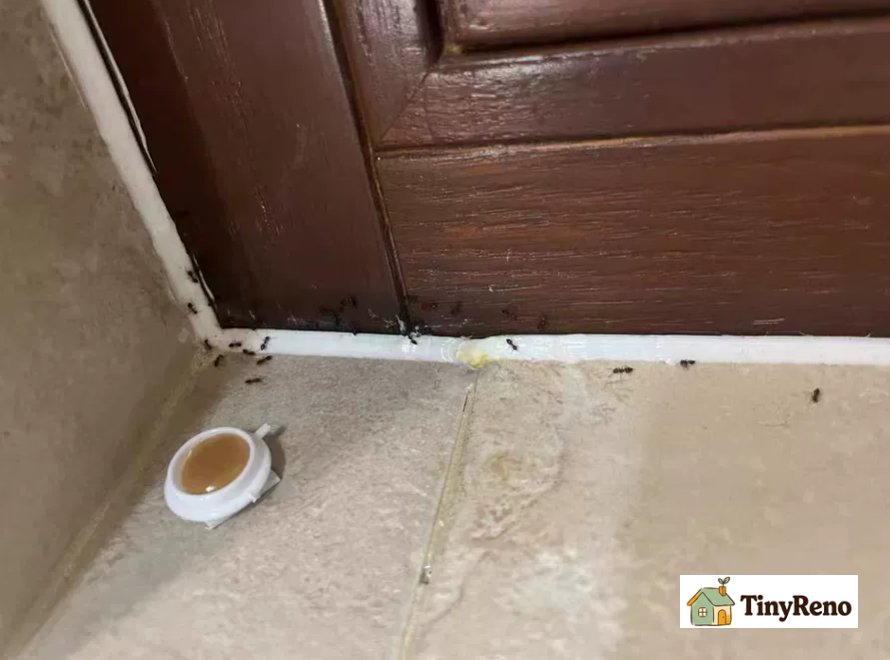 Ant bait station, safe and worry-free